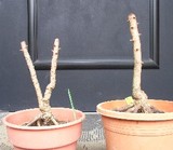 manryo090706a.jpg