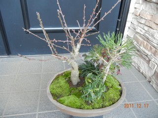 shouchikubai_111217b.jpg