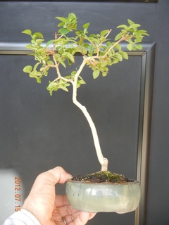 sarusuberi120716.jpg