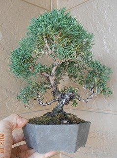 shinpaku120724.jpg