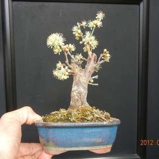 ume_ogonbai_120226.jpg